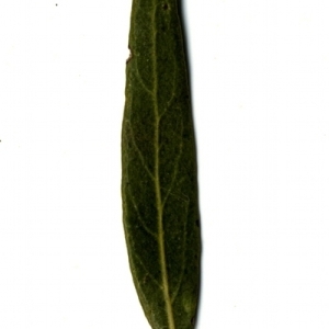 Photographie n°153533 du taxon Phillyrea angustifolia L. [1753]