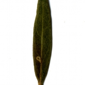 Photographie n°153535 du taxon Phillyrea angustifolia L. [1753]