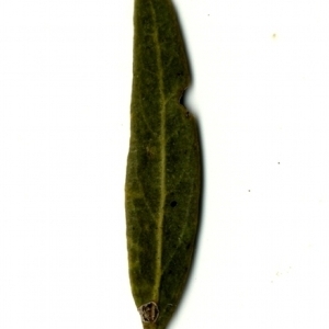 Photographie n°153537 du taxon Phillyrea angustifolia L. [1753]