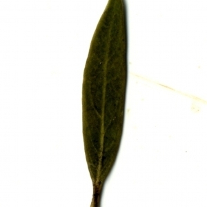 Photographie n°153539 du taxon Phillyrea angustifolia L. [1753]