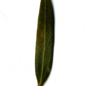 Photographie n°153540 du taxon Phillyrea angustifolia L. [1753]