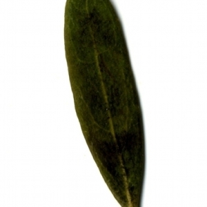 Photographie n°153541 du taxon Phillyrea angustifolia L. [1753]