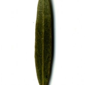 Photographie n°153542 du taxon Phillyrea angustifolia L. [1753]