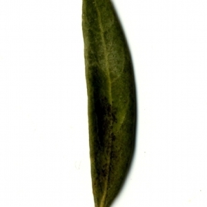 Photographie n°153543 du taxon Phillyrea angustifolia L. [1753]
