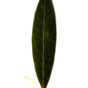 Photographie n°153544 du taxon Phillyrea angustifolia L. [1753]