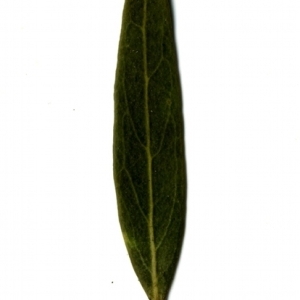 Photographie n°153545 du taxon Phillyrea angustifolia L. [1753]