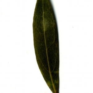 Photographie n°153546 du taxon Phillyrea angustifolia L. [1753]