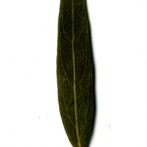 Photographie n°153548 du taxon Phillyrea angustifolia L. [1753]