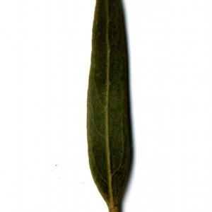 Photographie n°153550 du taxon Phillyrea angustifolia L. [1753]