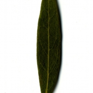 Photographie n°153551 du taxon Phillyrea angustifolia L. [1753]