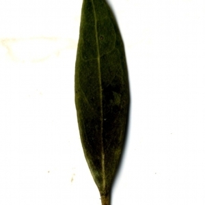 Photographie n°153553 du taxon Phillyrea angustifolia L. [1753]