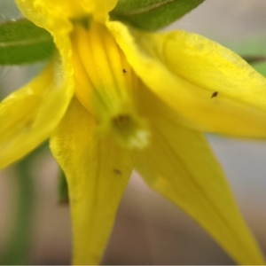  - Solanum lycopersicum L. [1753]