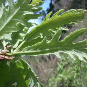 Photographie n°153570 du taxon Quercus pyrenaica Willd. [1805]