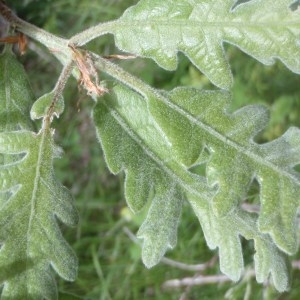 Photographie n°153587 du taxon Quercus pyrenaica Willd. [1805]