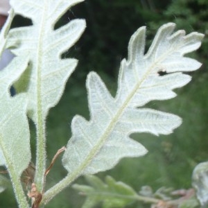 Photographie n°153588 du taxon Quercus pyrenaica Willd. [1805]