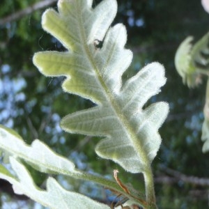 Photographie n°153589 du taxon Quercus pyrenaica Willd. [1805]