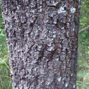 Photographie n°153591 du taxon Quercus pyrenaica Willd. [1805]