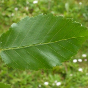 Photographie n°153595 du taxon Carpinus betulus L. [1753]