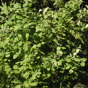 Photographie n°153599 du taxon Viburnum lantana L. [1753]