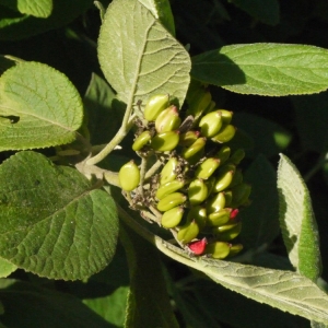 Photographie n°153601 du taxon Viburnum lantana L. [1753]