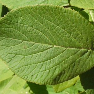  - Viburnum lantana L. [1753]