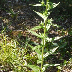 Photographie n°153626 du taxon Lithospermum officinale L. [1753]