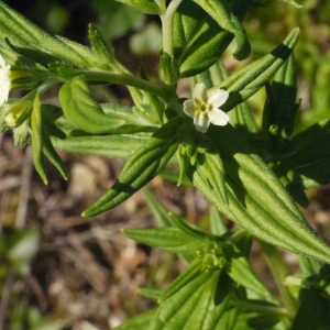 Photographie n°153628 du taxon Lithospermum officinale L. [1753]