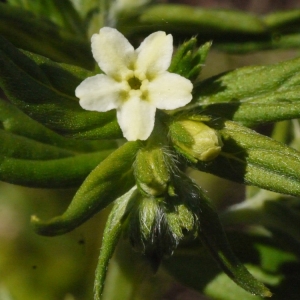 Photographie n°153631 du taxon Lithospermum officinale L. [1753]