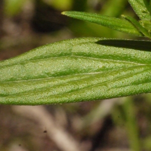 Photographie n°153632 du taxon Lithospermum officinale L. [1753]