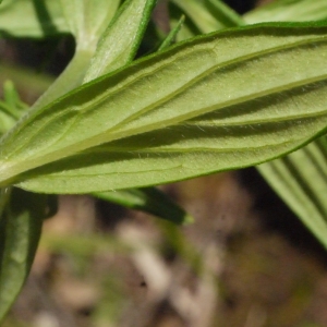 Photographie n°153633 du taxon Lithospermum officinale L. [1753]