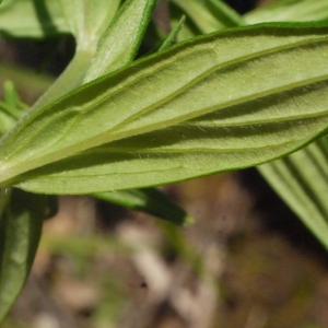 Photographie n°153633 du taxon Lithospermum officinale L. [1753]