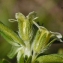  Liliane Roubaudi - Lithospermum officinale L. [1753]