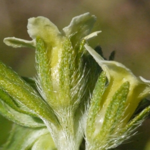 Photographie n°153635 du taxon Lithospermum officinale L. [1753]