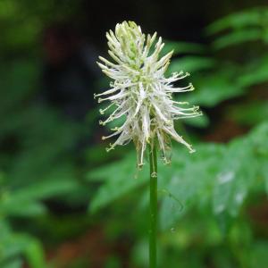 Photographie n°153645 du taxon Phyteuma spicatum L. [1753]