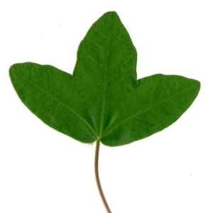 Photographie n°154378 du taxon Acer monspessulanum L. [1753]