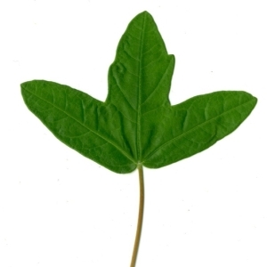 Photographie n°154384 du taxon Acer monspessulanum L. [1753]