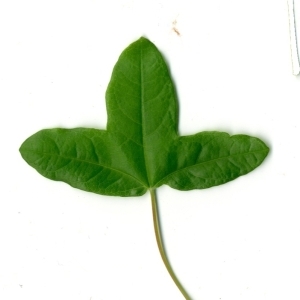 Photographie n°154385 du taxon Acer monspessulanum L. [1753]