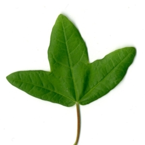Photographie n°154390 du taxon Acer monspessulanum L. [1753]
