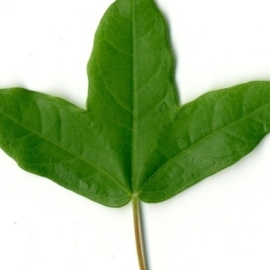 Photographie n°154396 du taxon Acer monspessulanum L. [1753]