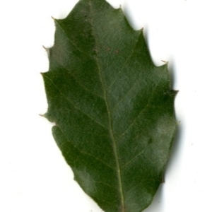 Photographie n°154413 du taxon Quercus ilex L. [1753]
