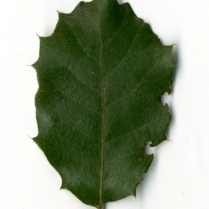 Photographie n°154416 du taxon Quercus ilex L. [1753]