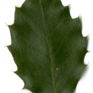 Photographie n°154417 du taxon Quercus ilex L. [1753]