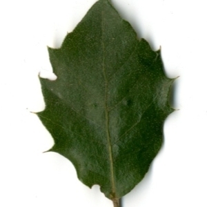 Photographie n°154418 du taxon Quercus ilex L. [1753]