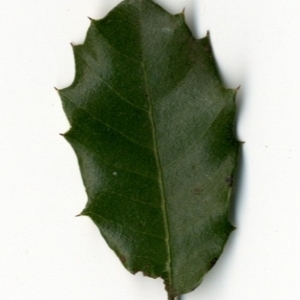 Photographie n°154419 du taxon Quercus ilex L. [1753]
