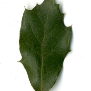 Photographie n°154421 du taxon Quercus ilex L. [1753]