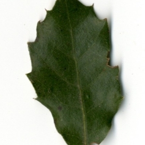 Photographie n°154422 du taxon Quercus ilex L. [1753]