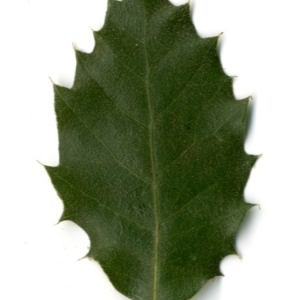 Photographie n°154424 du taxon Quercus ilex L. [1753]