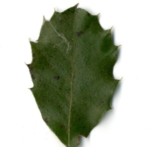 Photographie n°154425 du taxon Quercus ilex L. [1753]