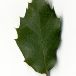 Photographie n°154426 du taxon Quercus ilex L. [1753]