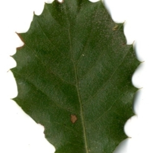 Photographie n°154428 du taxon Quercus ilex L. [1753]